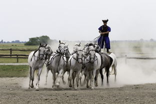 华体会在线下载-马术运动进校园课程体系初步建立,马术走进校园合作方案